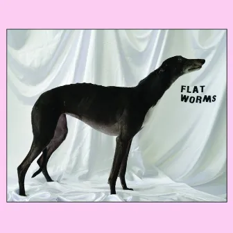 Flat Worms by Flat Worms