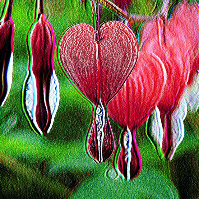 Dicentra