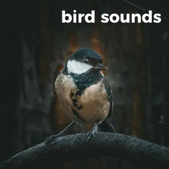 Bird Sounds (The Whistling Woodlands) by KEI NATURE