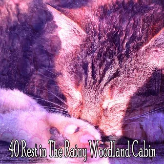 40 Rest in The Rainy Woodland Cabin by ASMR HD