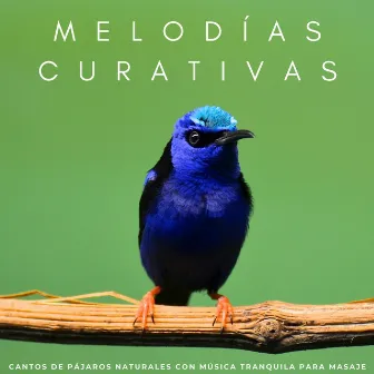 Melodías Curativas: Cantos De Pájaros Naturales Con Música Tranquila Para Masaje by Pájaros Escandinavos