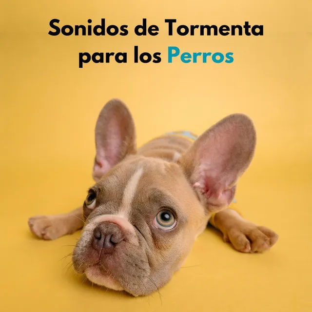 El Mejor Sonido De Tormenta Para Perros Cariñosos