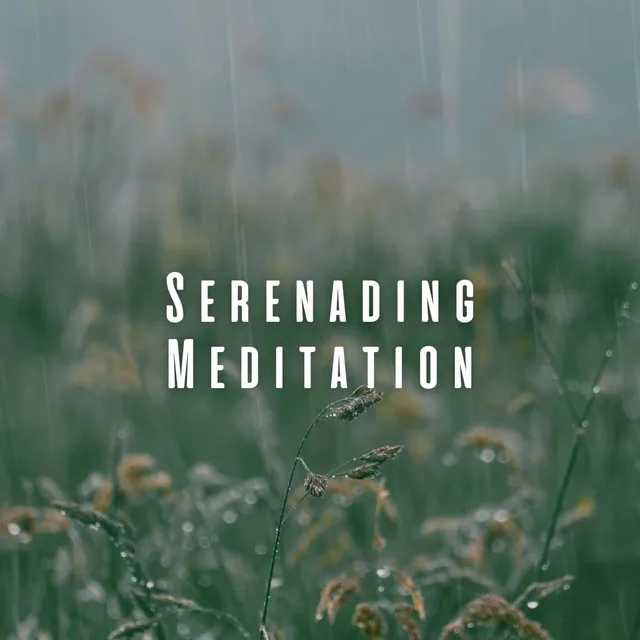 Serenading Meditation: Tranquil Forest Rain Mindfulness ASMR