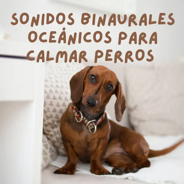 Sonidos Binaurales Oceánicos Para Calmar Perros