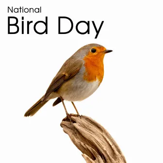 National Bird Day – New Age Instrumental Music (Bird Sings & Nature Sounds To Deep Relax & Take Mind Off Thing) by Old Willows