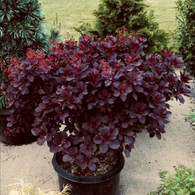 Purple Smoke Tree