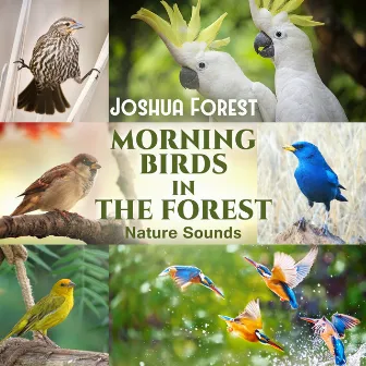 Morning Birds in the Forest by Joshua Forest