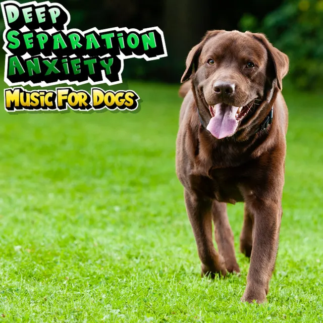 Music For Anxious Dogs