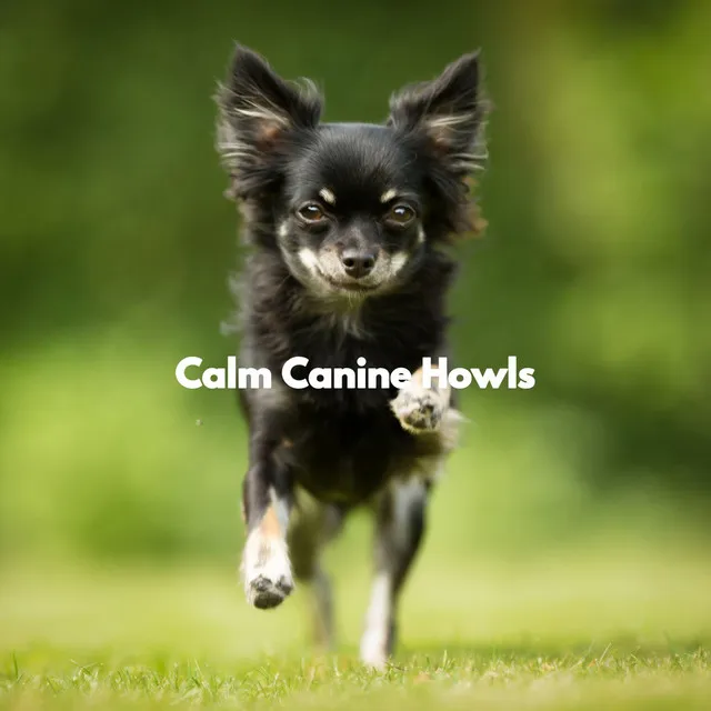 Calm Canine Howls