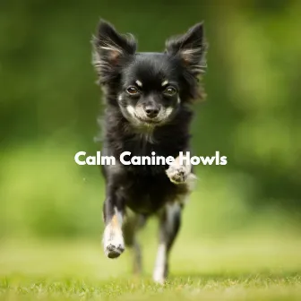 Calm Canine Howls by Calming Dog Jazz