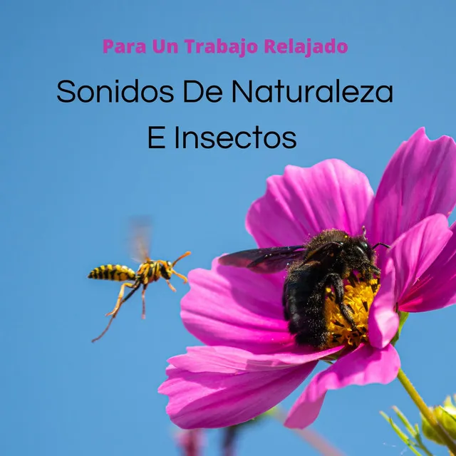 Sonidos De Naturaleza E Insectos Para Un Trabajo Relajado