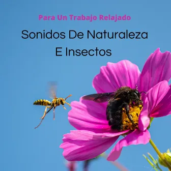 Sonidos De Naturaleza E Insectos Para Un Trabajo Relajado by Lista de reproducción de música de trabajo conjunto