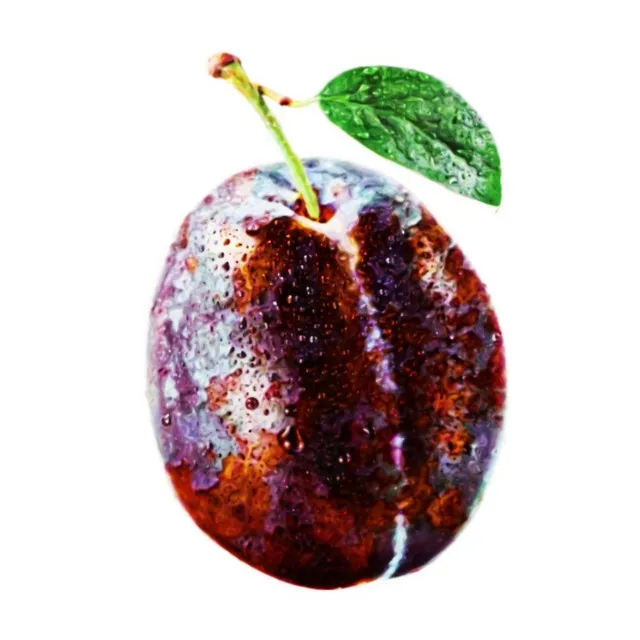 Rust Plum