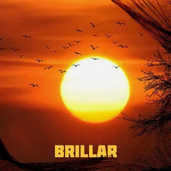 Brillar by Teka