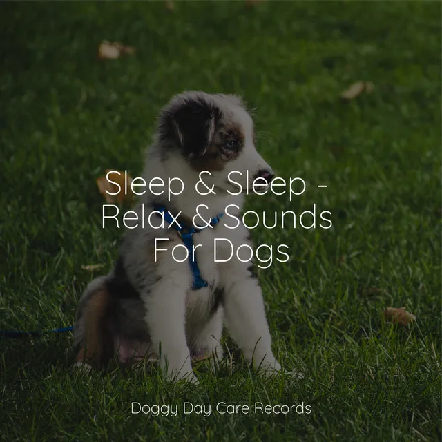 Jazz Music Therapy for Dogs