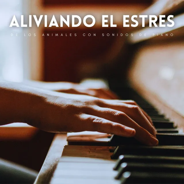 Reflexiones De Piano Para Mascota