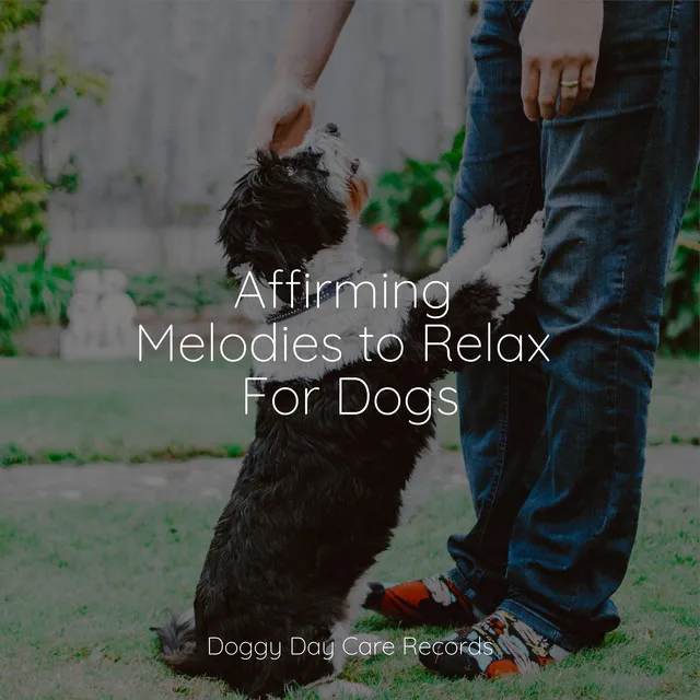 Affirming Melodies to Relax For Dogs