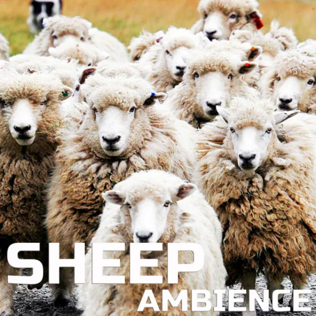 Sheep Ambience