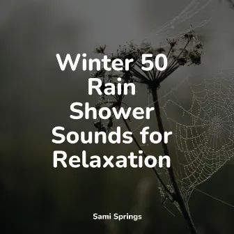 Winter 50 Rain Shower Sounds for Relaxation by Music For Absolute Sleep