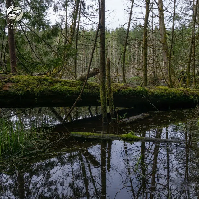 Brookside Frogs And Insects Ambience