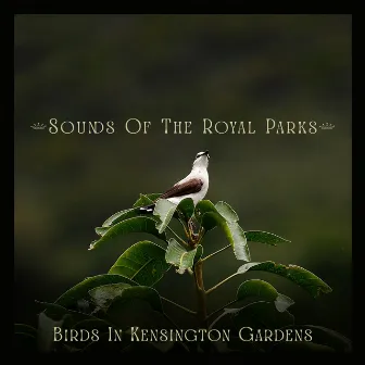 Birds In Kensington Gardens by Sounds Of The Royal Parks