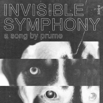 Invisible Symphony by Prume