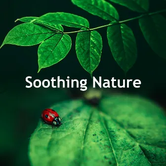 Soothing Nature by Epic Nature