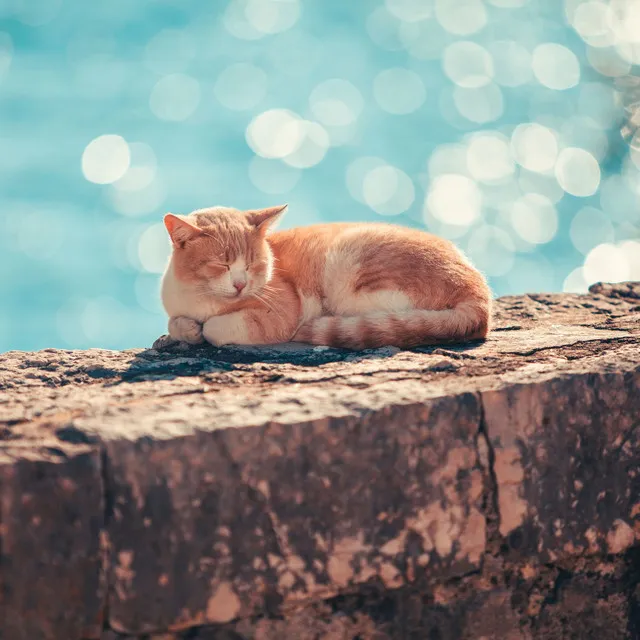 Ocean Whiskers Dreams: Soothing Waves for Restful Cat Sleep with Ambient Music