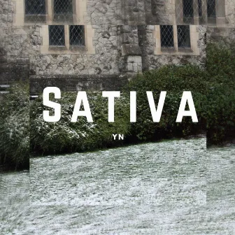 Sativa by YN