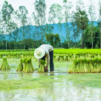 Efficient Raindrops: Binaural Work Oasis Tranquility by Alm Bark