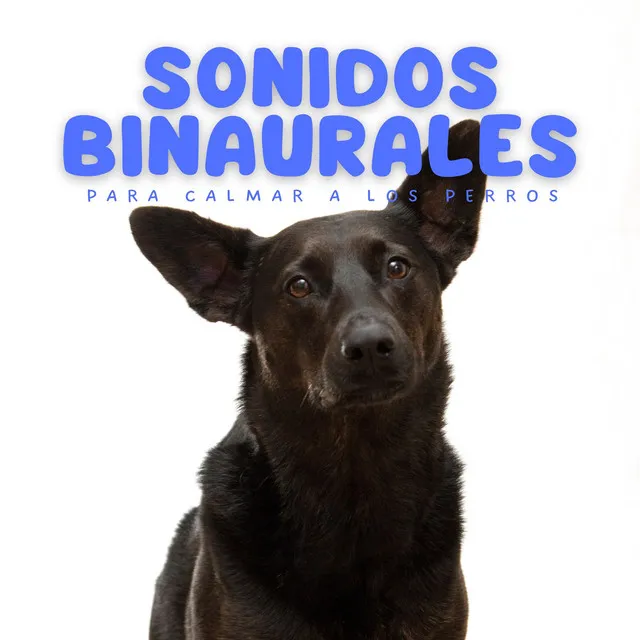 Sonidos Binaurales Para Calmar A Los Perros