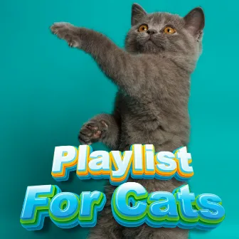 Calm Chill Relaxation Music For Kittens & Cats To Sleep & Relax To by Calm Music Playlist For Cats