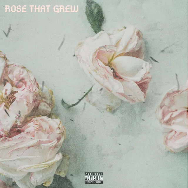 Rose That Grew