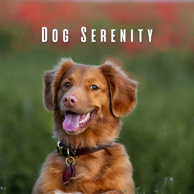 Serene Canine Chillout