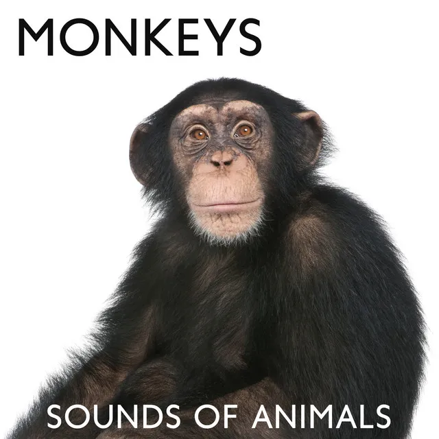 Monkey Sounds for Kids