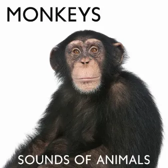 Monkeys: Sounds of Animals by Ambient Jungle Sounds