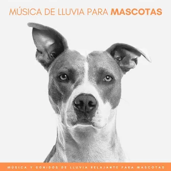 Música De Lluvia Para Mascotas: Música y Sonidos De Lluvia Relajante Para Mascotas by Las Vientas