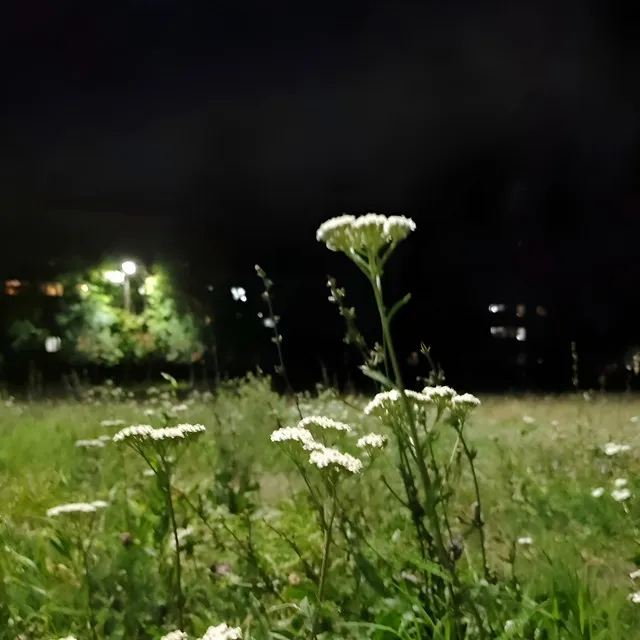 Flowers in the Night