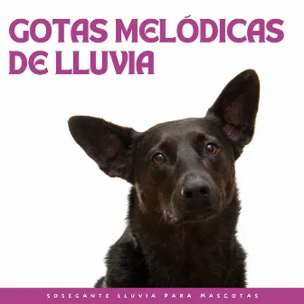 Gotas Melódicas De Lluvia: Sosegante Lluvia Para Mascotas by Lluvia Sonidos Naturaleza Colección