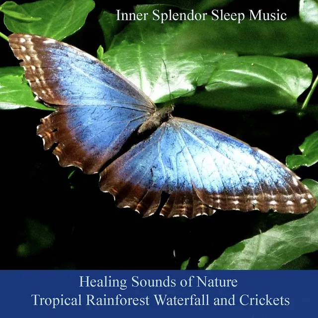 A Gentle Waterfall With Healing Sounds of the Tropical Rainforest