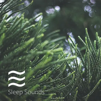 Calming Forest Trees by Trees of the Forest for Calm