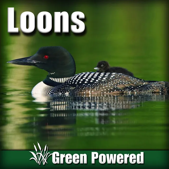 Loons (Nature Sound)