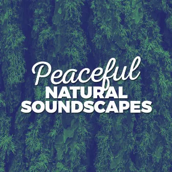 Peaceful Natural Soundscapes by Soundscapes