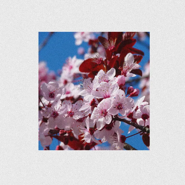 cherry blossom