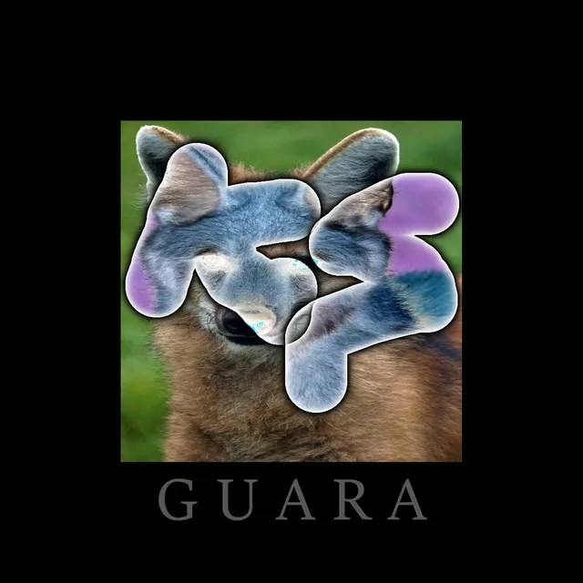 Guara