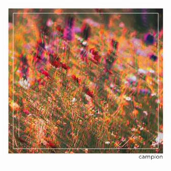 Campion by KYOTI