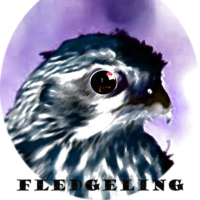 Fledgeling 2022