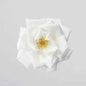 White Rose by OFF KYE