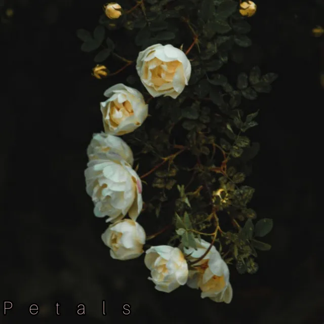 Petals