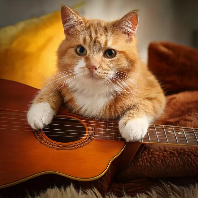 Playful Strings: Guitar Music for Cats